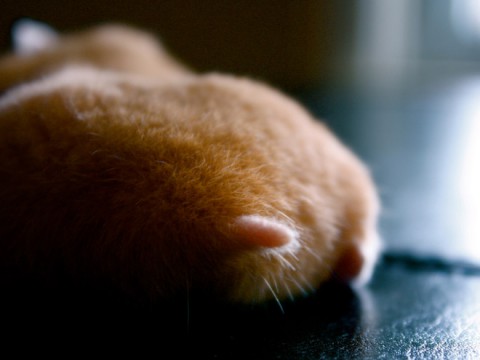 hamster-butts12