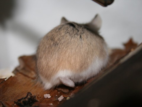 hamster-butts13