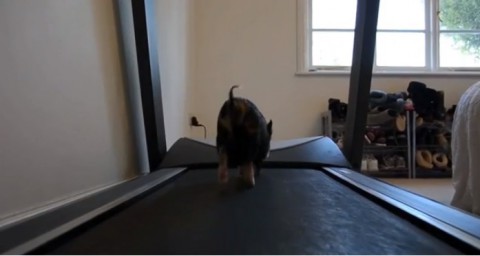 micro-pig-on-treadmill02