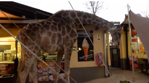 giraffe-restaurant-walking02