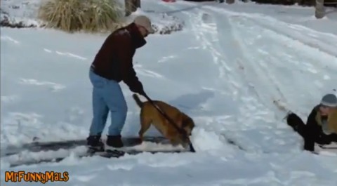 shovel-snow-dogs02