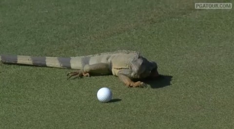 iguana-attacks-golfball02