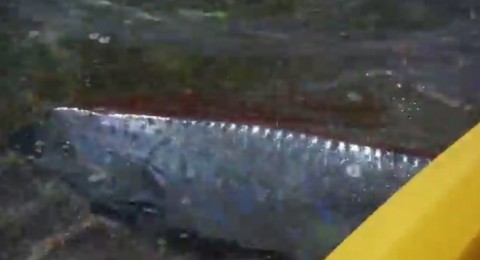 rare-oarfish-sighting02