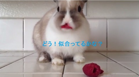 bunny-eating-raspberries02