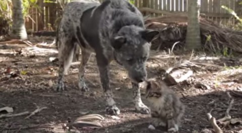 dog-befriends-disabled-kitten01