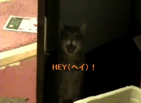 hey-cat02