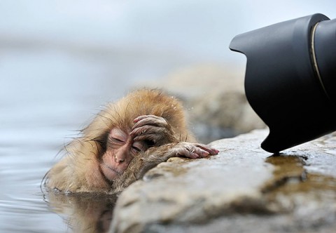 hungover-animals12