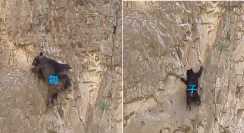 rock-climbing-bears02