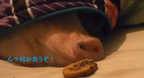 sleeping-pig-wakes-up02