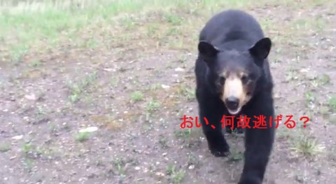 black-bear-encounter02
