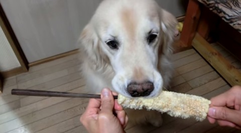 dog-eating-corn02