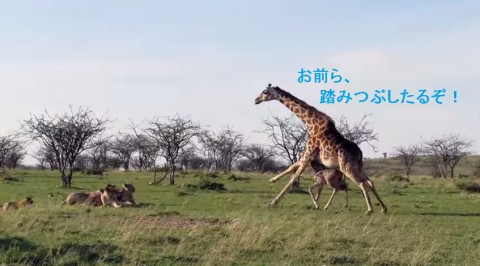 giraffe-saves-days-old-calf02