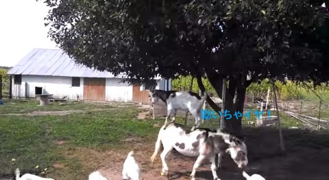 goat-and-donkey-teamwork02