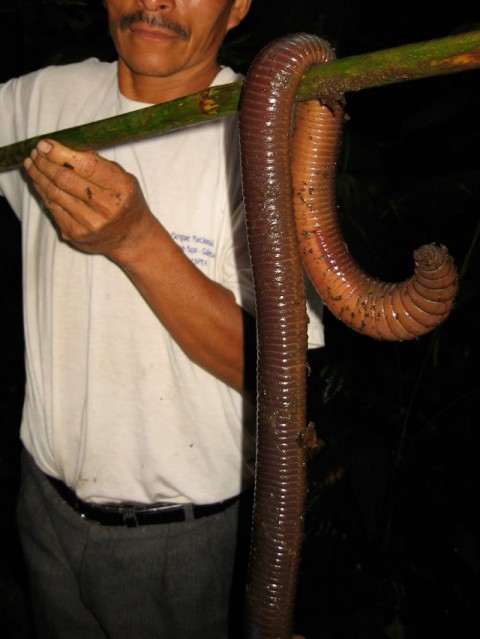 large-bodied-earthworm01