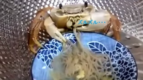 pet-crab-eating02