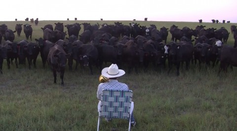 cattle-and-trombone02