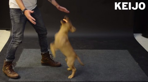 dogs-react-levitating-wiener02