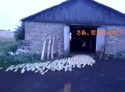 duck-training02