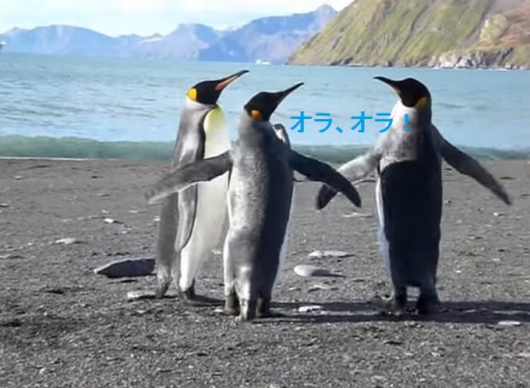 penguin-fight02
