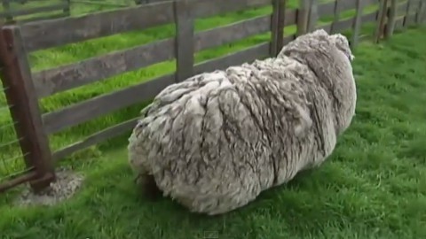 sheep-apparently-not-shorn02