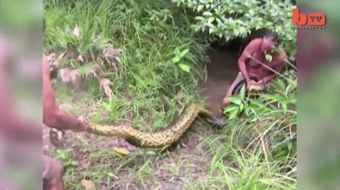 giant-anaconda-captured01