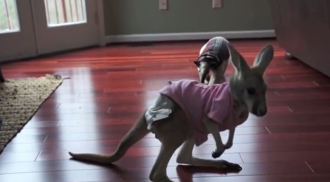 anteater-vs-baby-kangaroo02