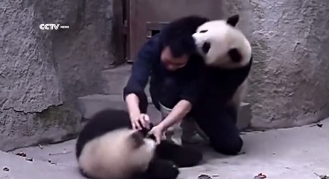 cute-clingy-pandas02