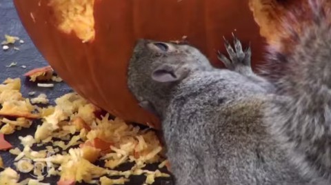 squirrel-carves-pumpkin02