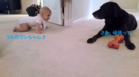 first-crawl-baby-and-dog02