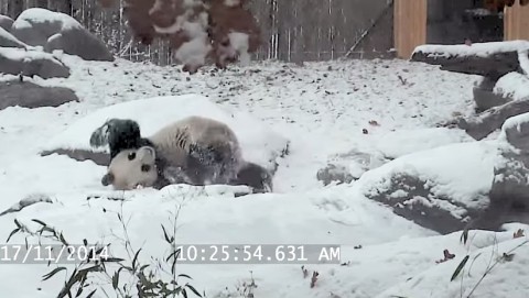 panda-tumbles-in-the-snow02