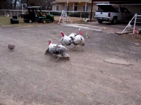 texas-turkeys-play-soccer02