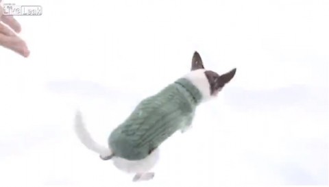 chihuahua-snow-happening02