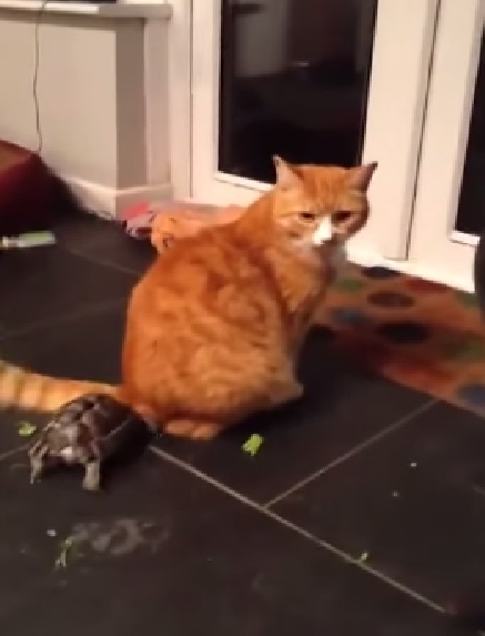 tortoise-vs-cat02