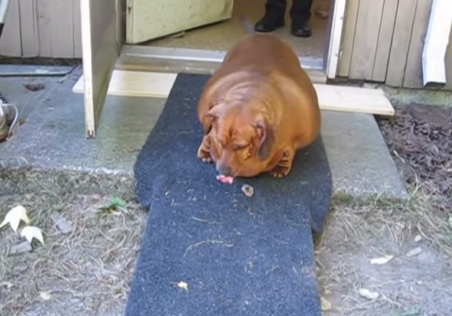 朗報 アメリカの超肥満ダックスフンド犬が約キロのダイエットに成功 動画 Viva Wマガジン