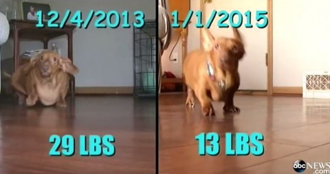 obese-dachshund02