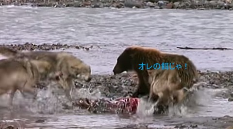 grizzly-bear-vs-wolves02