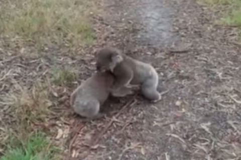 koala-wrestling02