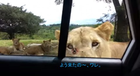 lion-opens-car-door02