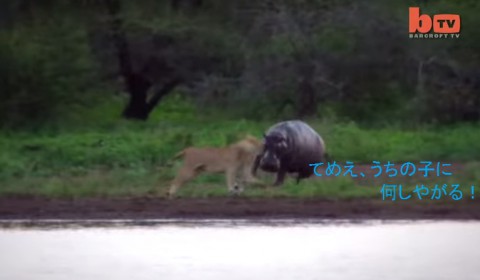 lion-vs-hippo02