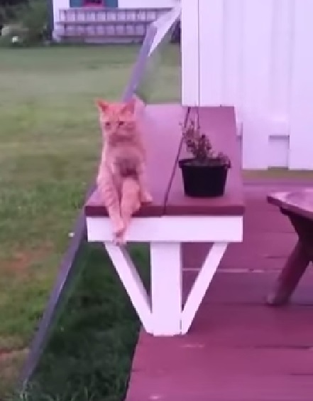 cat-sits-like-human02
