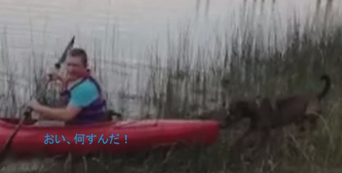 funny-dog-vs-kayak02