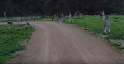kangaroo-horde-during-bike-ride02