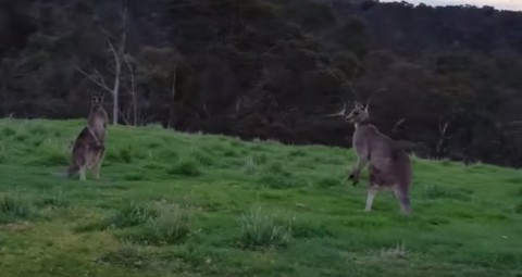 kangaroo-horde-during-bike-ride03