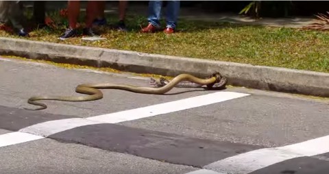 cobra-vs-python-singapore02