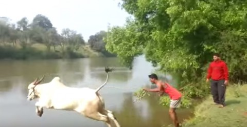 cow-jumps-into-the-river02