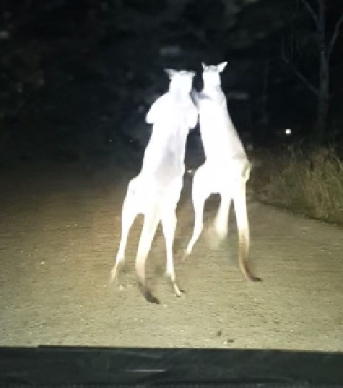 aussie-kangaroos-boxing02