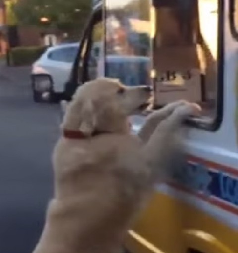 golden-retriever-and-ice-cream-man02