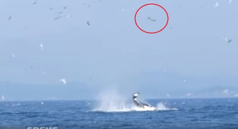 orca-punts-seal-80-feet02