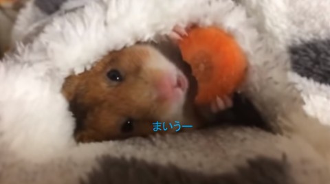 hamster-eating-carrot02