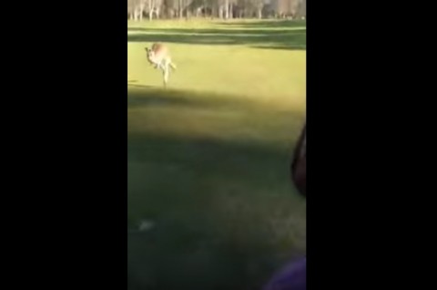 kangaroo-chases-golfers02